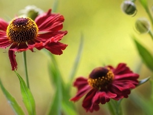 Helenium, Colourfull Flowers