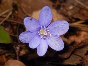 Colourfull Flowers, Hepatica, blue