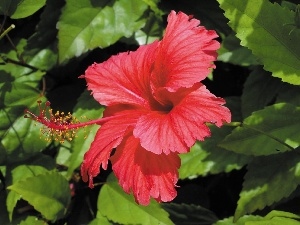 Colourfull Flowers, hibiscus, Red