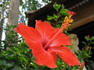 Colourfull Flowers, hibiscus, Red