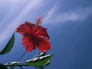 Colourfull Flowers, hibiskus, Red