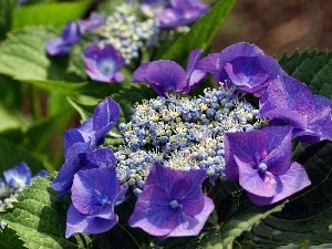 hydrangea, Colourfull Flowers