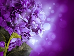 hydrangea, Colourfull Flowers