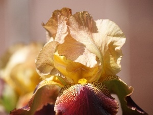 iris, Colourfull Flowers