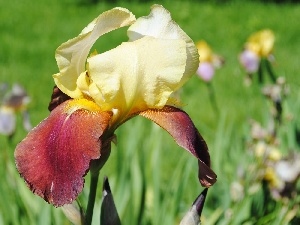 iris, Colourfull Flowers