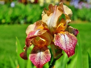 iris, Colourfull Flowers