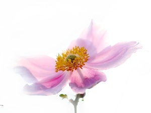 Colourfull Flowers, Pink, Japanese anemone