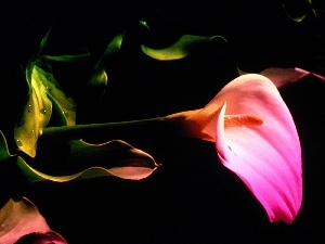 Colourfull Flowers, Kalia, graphics