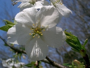 kirsch, Colourfull Flowers