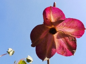 Colourfull Flowers, Kobe, nature