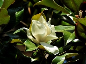 Colourfull Flowers, Leaf, Magnolia