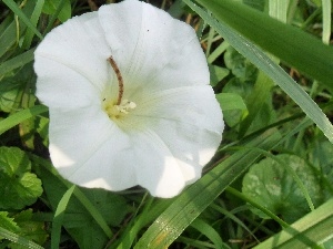 Wilec, Leaf, White, Colourfull Flowers