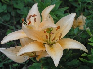 lily, Colourfull Flowers