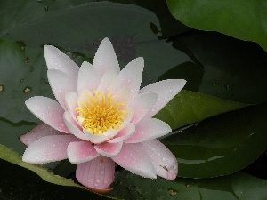 Colourfull Flowers, Leaf, Lily, water