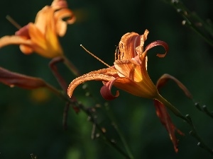 Colourfull Flowers, rods, Lily Garden