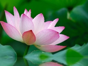lotus, Colourfull Flowers