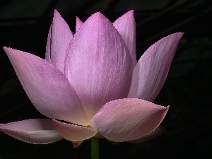 lotus, Colourfull Flowers