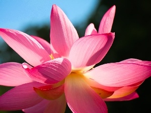 Colourfull Flowers, lotus, Pink
