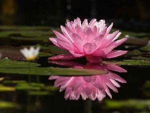 Colourfull Flowers, water-lily, Pink