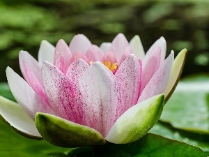 water-lily, Colourfull Flowers