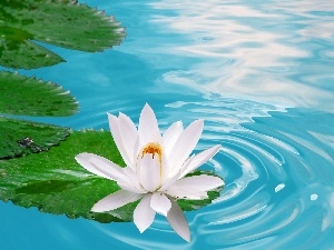 Colourfull Flowers, Leaf, blue, water-lily, water
