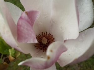 Magnolii, Colourfull Flowers