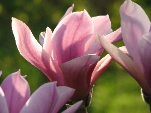 Magnolii, Colourfull Flowers