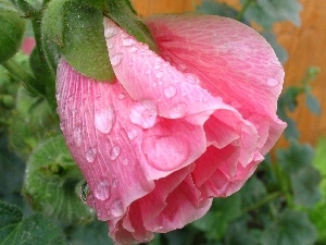 mallow, Colourfull Flowers