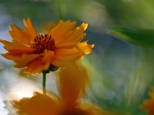 Colourfull Flowers, Coreopsis, Orange