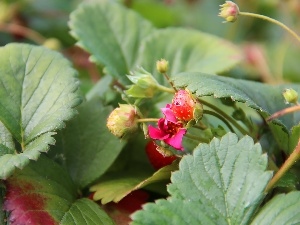 Colourfull Flowers, Pink, maturing, strawberries