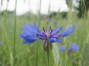 Meadow, Colourfull Flowers, Chaber, blue