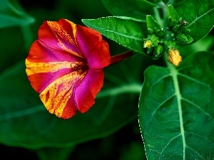 Mirabilis, Colourfull Flowers