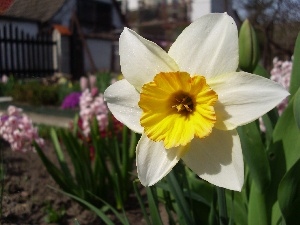 narcissus, Colourfull Flowers