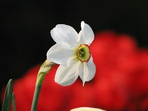 narcissus, Colourfull Flowers