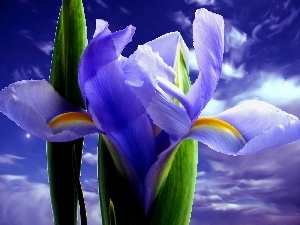 iris, Colourfull Flowers