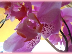 orchid, Colourfull Flowers