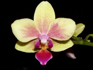 orchid, Colourfull Flowers