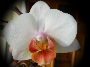 orchid, Colourfull Flowers