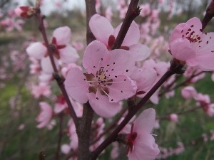 Colourfull Flowers, peach, Pink