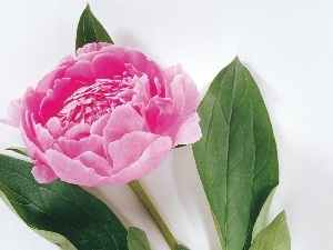 Colourfull Flowers, peony, Pink