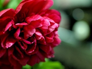 peony, Colourfull Flowers