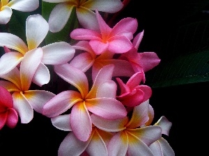 Plumeria, Colourfull Flowers