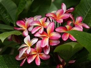 Plumeria, Colourfull Flowers