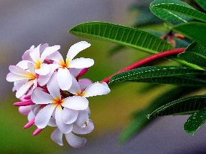 Plumeria, Colourfull Flowers