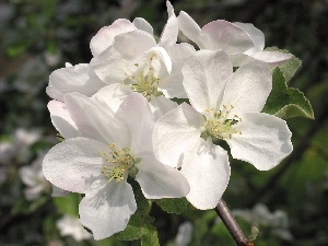 Plums, Colourfull Flowers