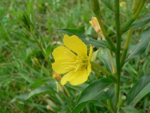 Colourfull Flowers, Yellow, stalk, primrose, Leaf