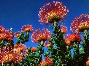 Colourfull Flowers, Protea, exotic