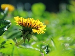 Colourfull Flowers, Yellow, puffball, common