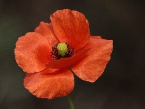 Colourfull Flowers, plant, red weed