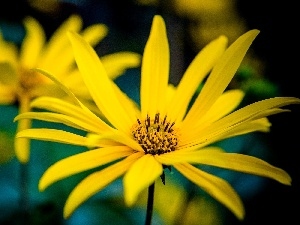 Colourfull Flowers, Rudbeckia, Yellow